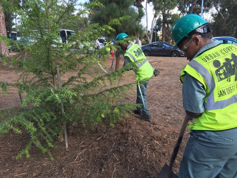 Members of Urban Corps planting trees at Balboa Park