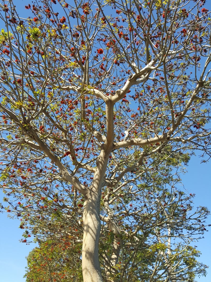 Closeup of a large flowering tree on Quivira Way