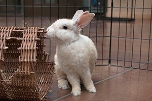 photo of rabbit