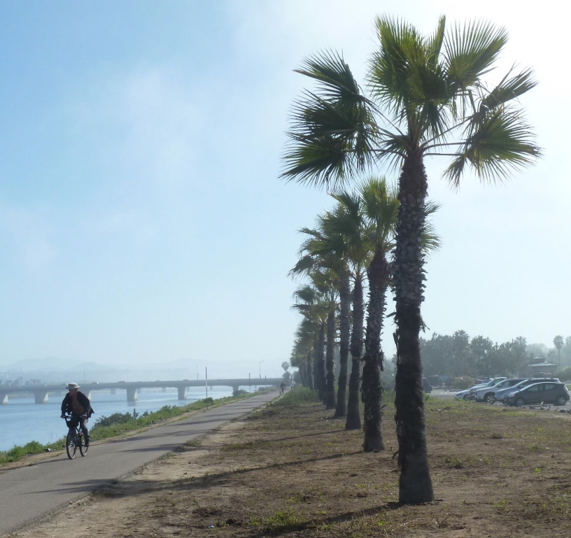 Bicyclist riding by palm trees at Robb Field