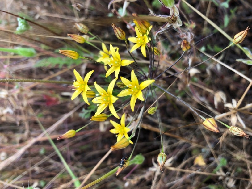 San Diego Goldenstar