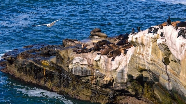 Sea lions in La Jolla