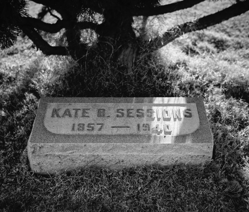Kate Sessions Digital Archives City of San Diego Official Website