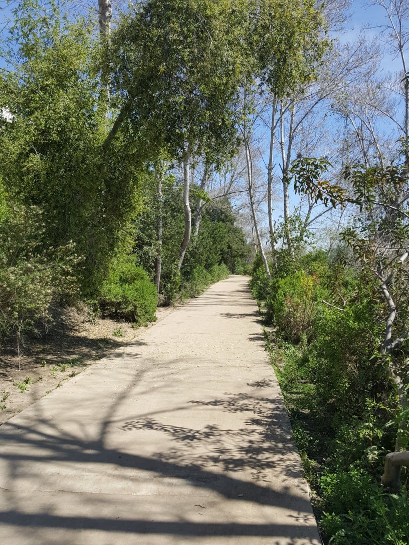 Trees along San Diego River walkway