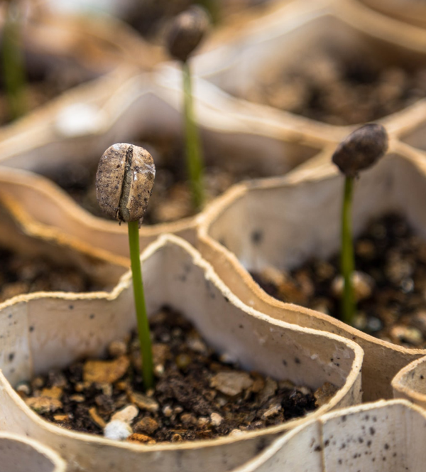 Image of seedlings