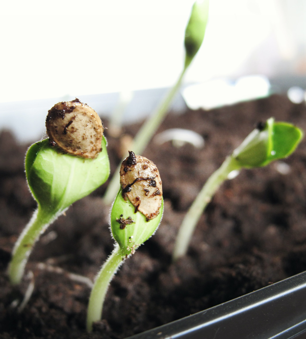 Image of seedlings