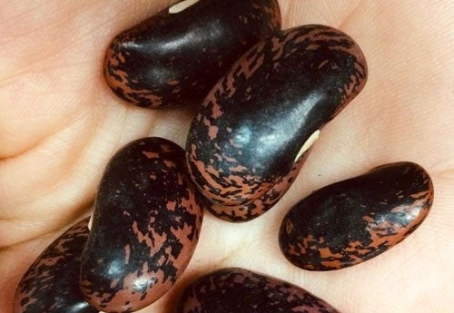 Photo of bean seeds