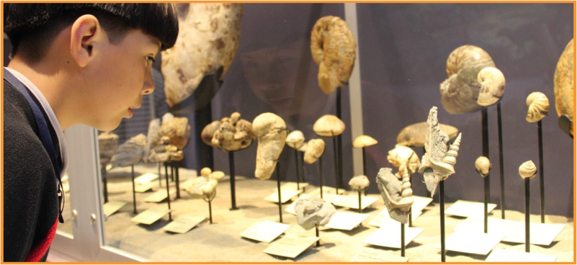 Child looking at fossils