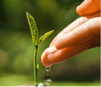 green sprout watered by hand with droplets