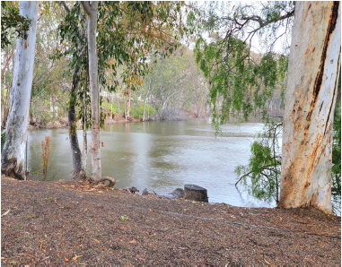 Trees around the bank of a pond
