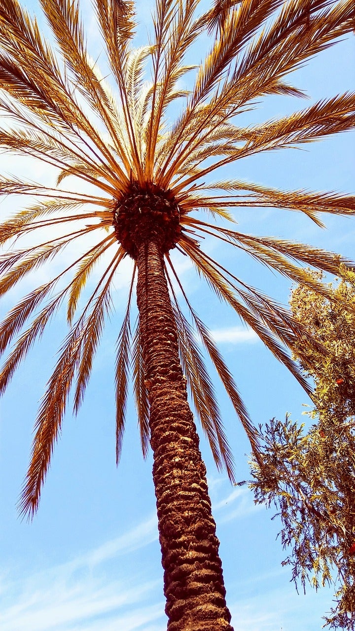 Palm tree