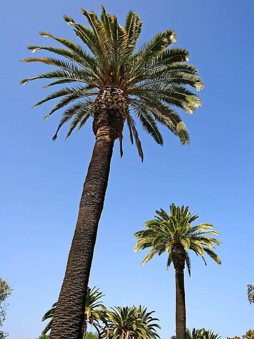 Two palm trees