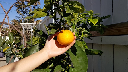 photo of person picking orange off tree