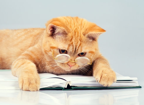 Cat with reading classes on top of an open book