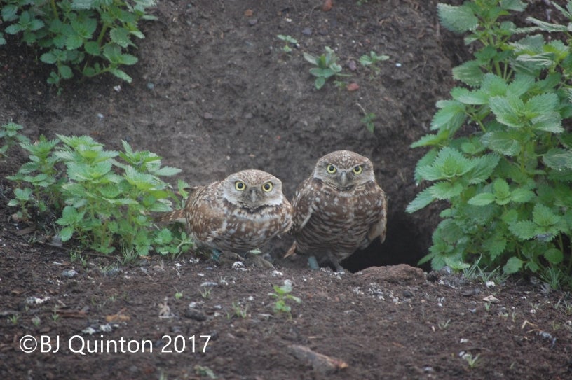 Western Burrowing Owl