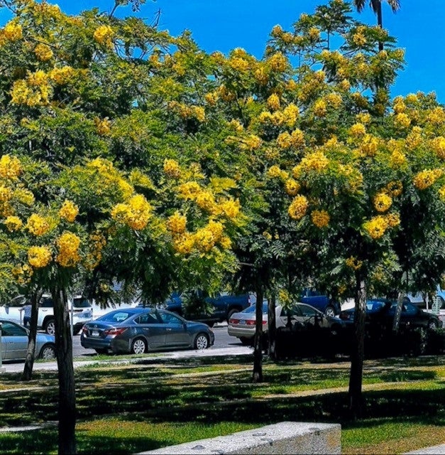 Gold medallion trees