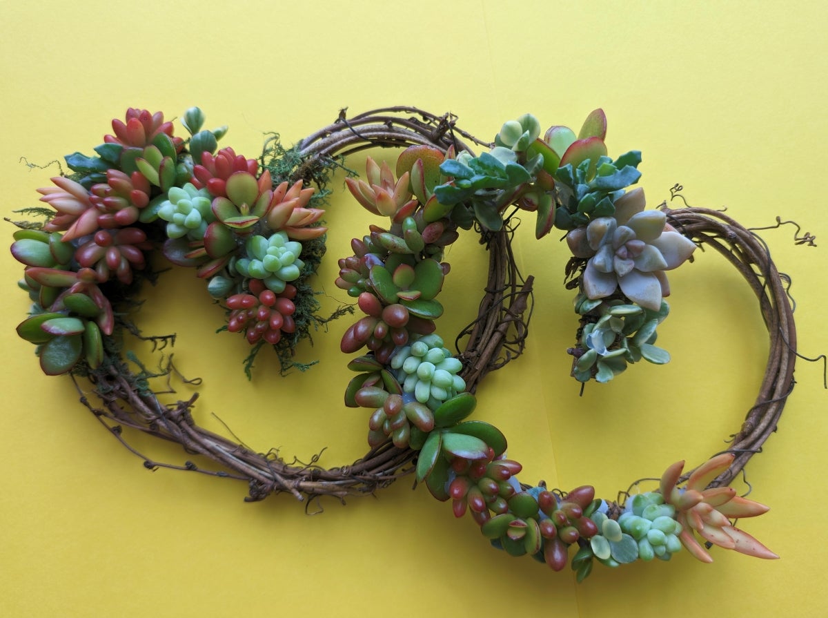 Succulent wreath