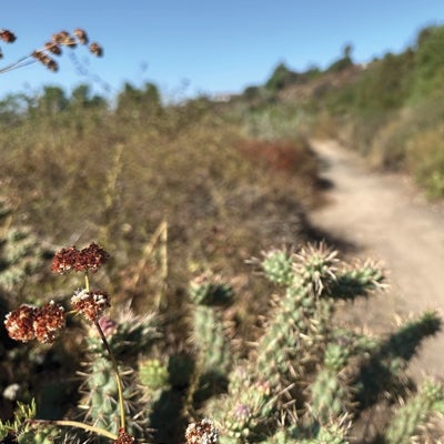 Chollas Creek Oak Park Trail