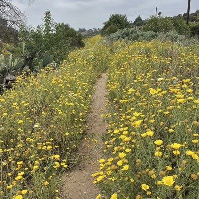 Chollas Creek Oak Park Trail