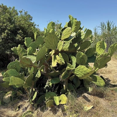 Chollas Creek Oak Park Trail