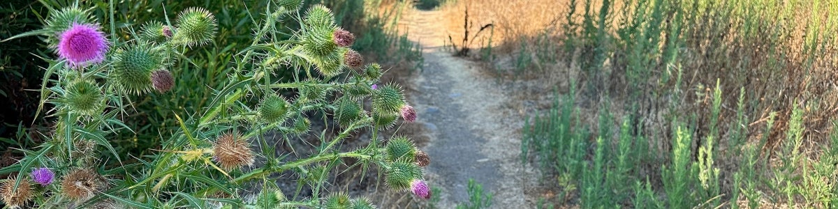 Chollas Creek Oak Park Trail