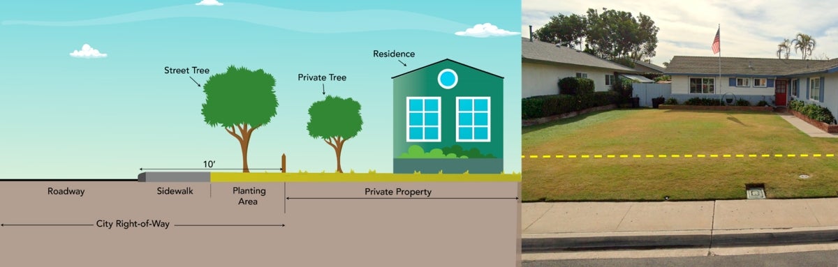 disgram and photo of opt-in tree