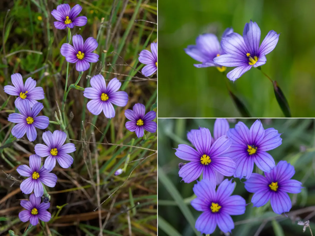 Blue-eyed grass