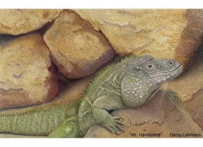 Colored pencil drawing of a green iguana laying among yellow rocks. Artwork by Darcy Lohmann.