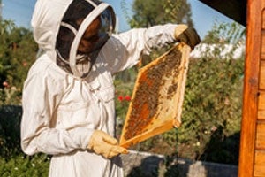 Beekeeper