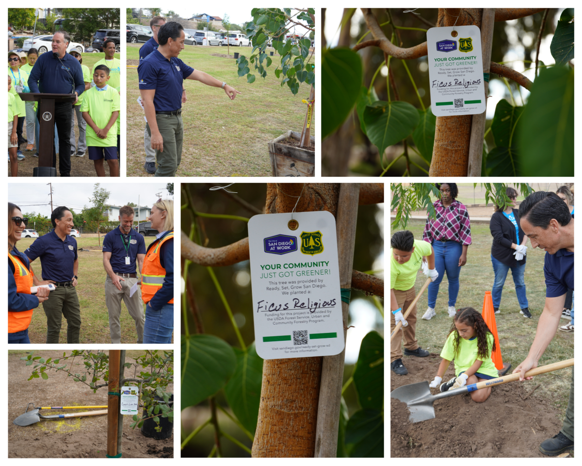 Community tree planting event
