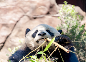 Photograph of a Giant Panda eating bamboo at the San Diego Zoo