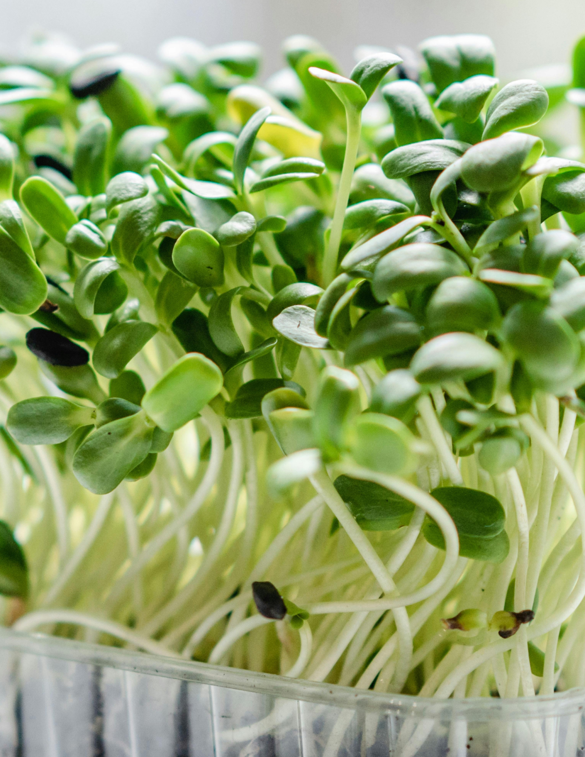 Photograph of microgreens sprouting.