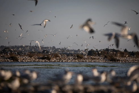 Birds of Mission Bay