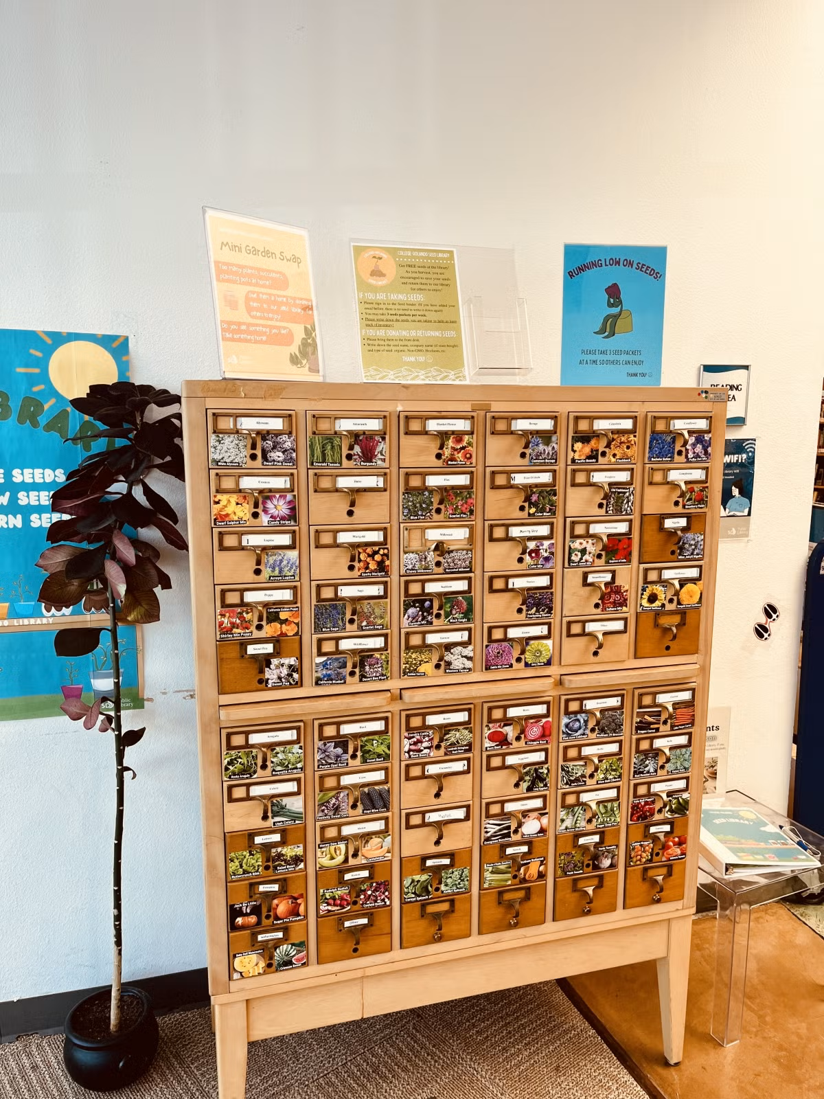 an old library card catalog made up of light brown and beige woods comprises the College-Rolando Seed Library with different colorful photos of different vegetables, fruit, and flower seed offerings.