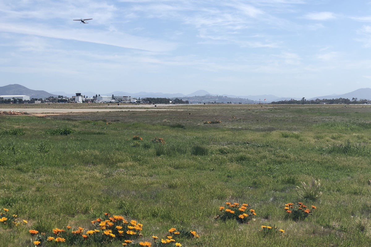 Plane taking off from runway and flowers in the foreground