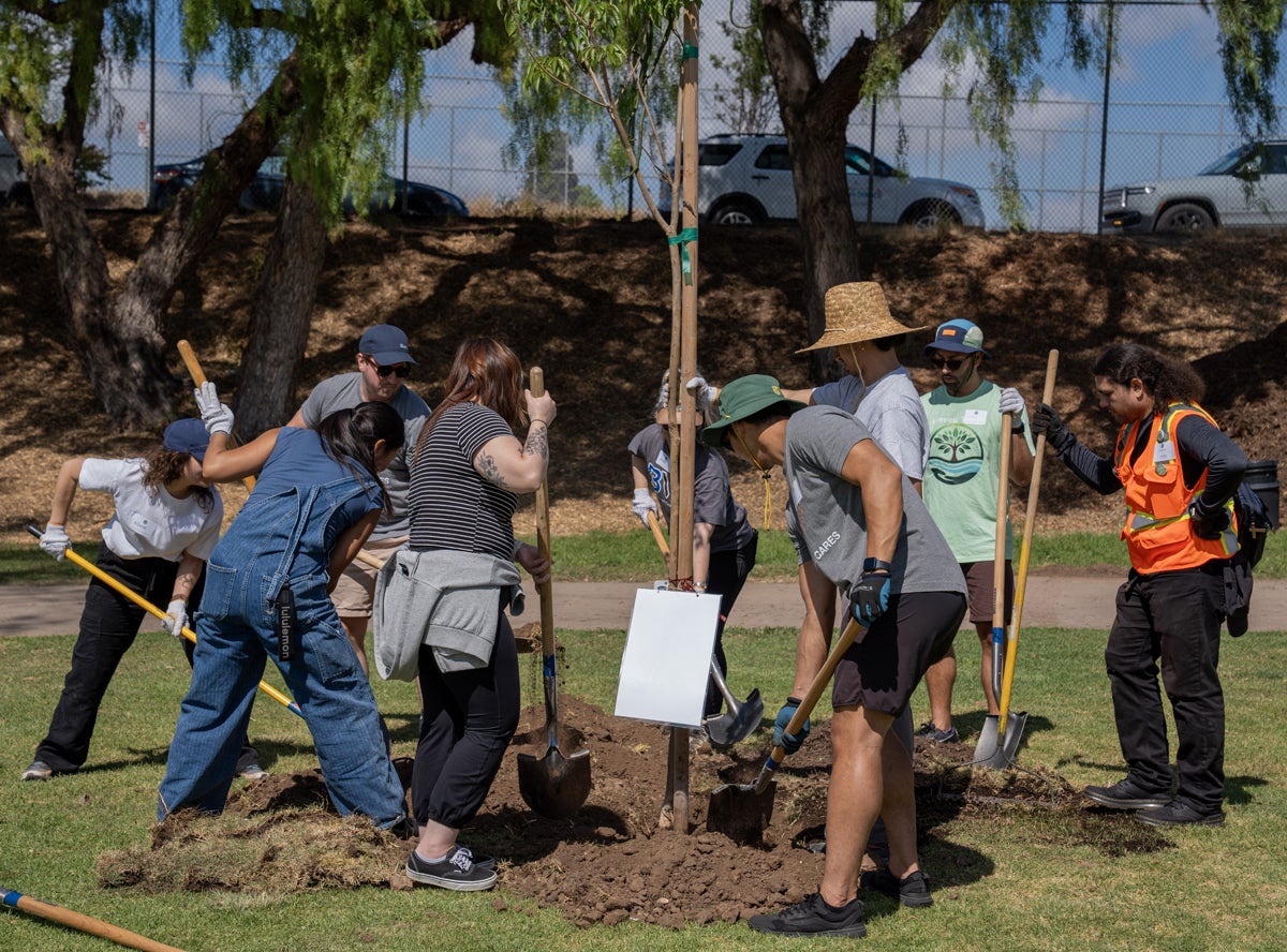 Tree Planting