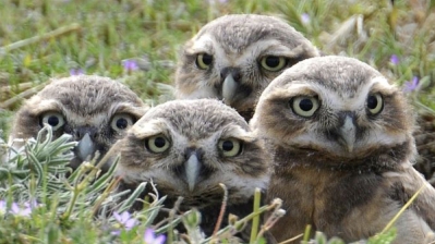 A parliament of owlets on grass