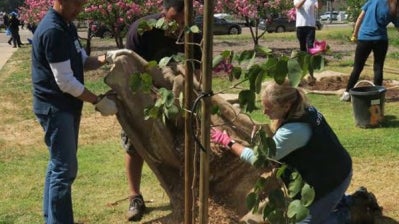 Volunteers planting a tree at a park