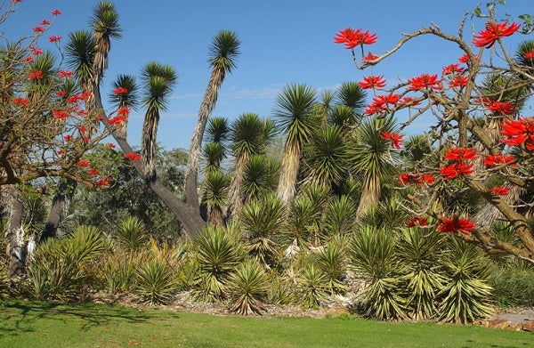 Desert Garden