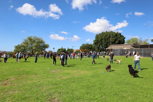 Dog Park