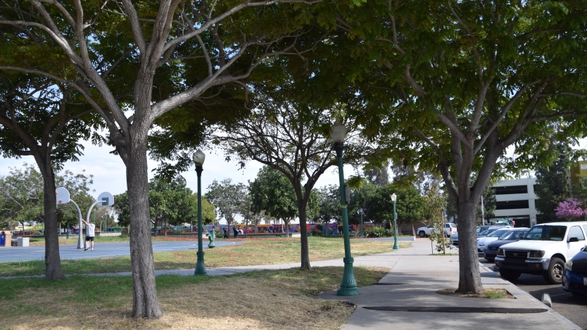 group of trees in a park surrounded by light posts&#44; a parking lot and a basketball court