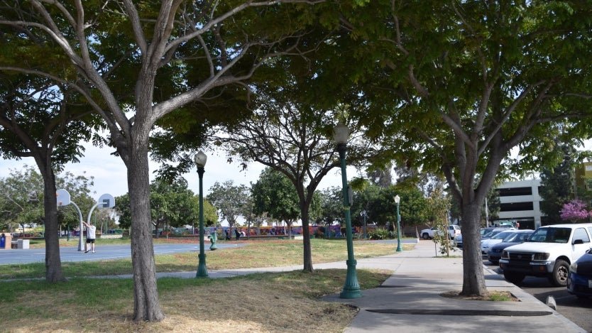 group of trees in a park surrounded by light posts&#44; a parking lot and a basketball court