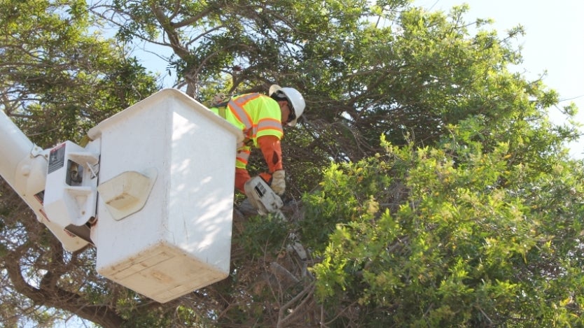 city employee with a chain saw trimming a tree