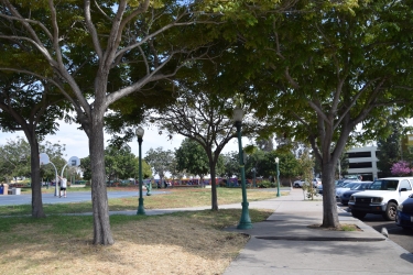 group of trees in a park surrounded by light posts, a parking lot and a basketball court