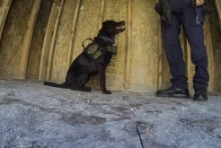 Emily: The Arson Dog