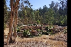 Scripps Ranch Tree Removal