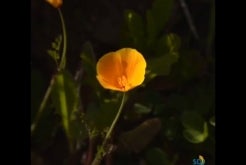 Super Bloom at Mission Trails Regional Park