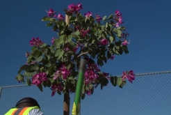 City of San Diego Partners with SDG&E to Plant 400 New Trees in City Heights