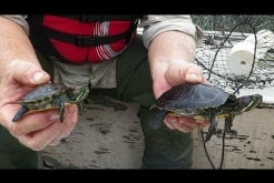 Turtle Survey at Miramar Reservoir