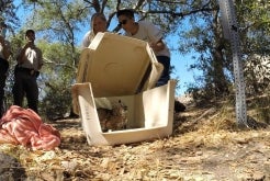 Rehabilitated Bobcat Released